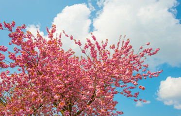 Blossoming tree below a blue sky and white clouds in sunlight in spring