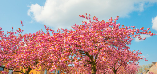 Blossoming tree below a blue sky and white clouds in sunlight in spring