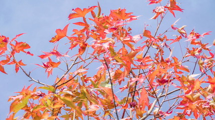 Fototapeta na wymiar 15451_The_acer_tree_with_the_golden_red_maple_leaves.jpg