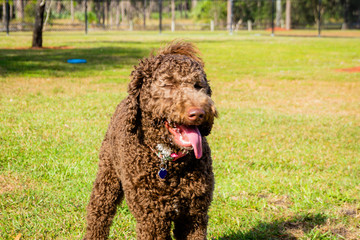 Chocolate brown labradoodle puppy