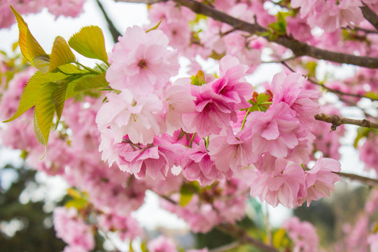 Cerasus Serrulata G.Don Shirofuaen - Japanese Cherry In Sochi Dendrarium