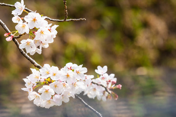 Cherry blossom in spring for background or copy space for text