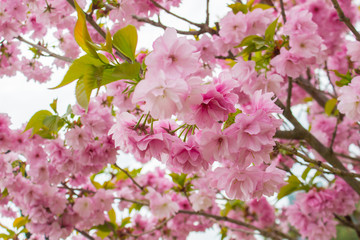 Close-up of Cerasus serrulata G.Don Shirofuaen