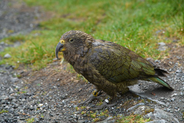 Kea oder Bergpapagei Neuseeland