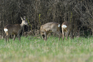 Roe deer with antler walking and grazing grass inside the forest