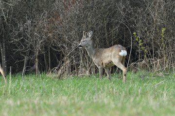 Roe deer with antler walking and grazing grass inside the forest