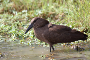 Hammerkopf / Hamerkop / Scopus umbretta