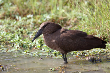 Hammerkopf / Hamerkop / Scopus umbretta