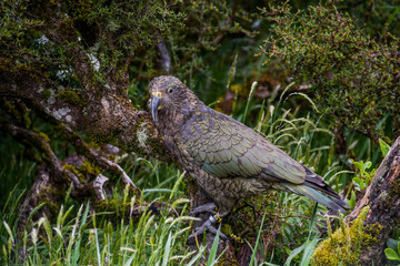 Kea oder Bergpapagei Neuseeland
