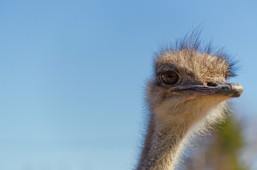 Ostrich Close up portrait with neck, Close up ostrich head against the blue sky. Struthio camelus.