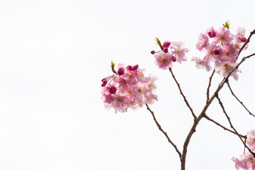 Cherry blossom in spring for background or copy space for text