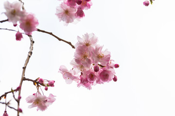 Fototapeta na wymiar Cherry blossom in spring for background or copy space for text