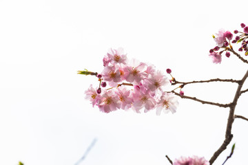 Cherry blossom in spring for background or copy space for text
