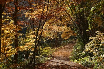 《十二湖の紅葉》青森県深浦町