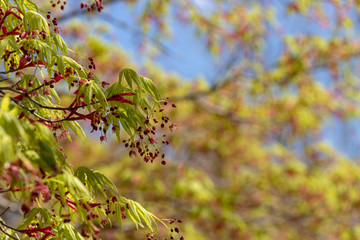 泉自然公園の』もみじの若葉　千葉県千葉市若葉区