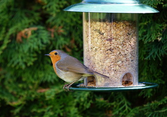 Rotkehlchen,Singvogel,Garten,Futtersilo