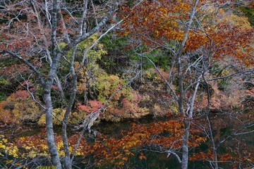Fototapeta premium 《十二湖の紅葉》青森県深浦町