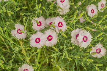 Aegean Clove Flower
