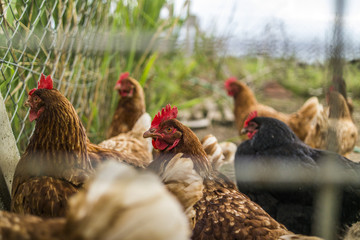 Chickens Behind The Fence