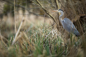Grey Heron  (Ardea cinerea) - wildlife in its natural habitat
