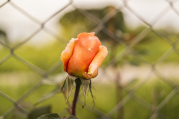 Redemption Rose