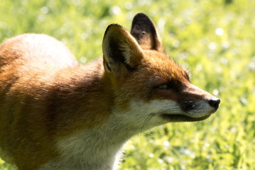Fox in the Dutch Oostvaardersplassen