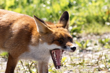 Naklejka na ściany i meble Fox in the Dutch Oostvaardersplassen