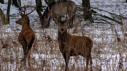 Deer in wintertime