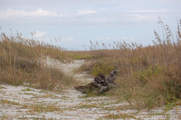 Atlantic Ocean Dunes