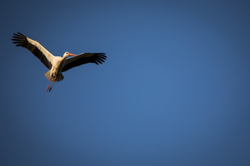 Elegant white stork (Ciconia ciconia) during the nesting season, busy taking care of his little ones