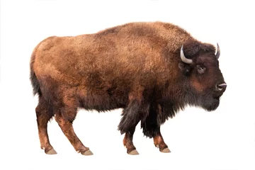 Foto op Plexiglas Bizon bizon geïsoleerd op wit