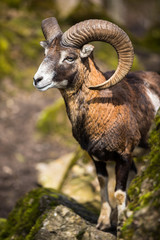 The mouflon (Ovis orientalis)