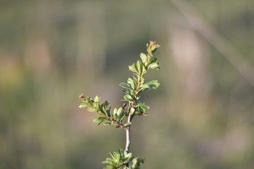 Plants