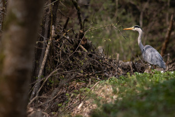 Grey Heron  (Ardea cinerea) - wildlife in its natural habitat