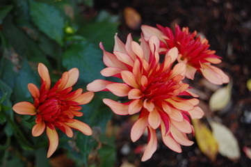 Dahlia Triple © Loui