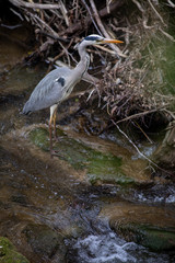 Grey Heron  (Ardea cinerea) - wildlife in its natural habitat