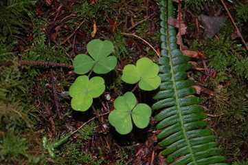 Four Clovers