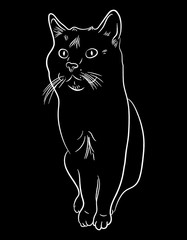 Cat hand-drawn outline, circuit. Vector illustration isolated on white background.