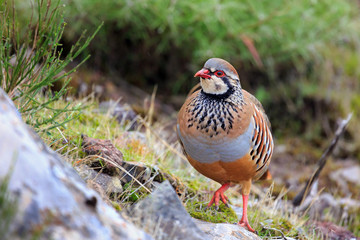 The red-legged partridge (Alectoris rufa), aka French partridge, a gamebird in the pheasant family in the mountains of Madeira