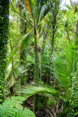 Fototapeta na wymiar Tropischer Regenwald am Point Elisabeth Walk Way