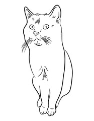 Cat hand-drawn outline, circuit. Vector illustration isolated on white background.