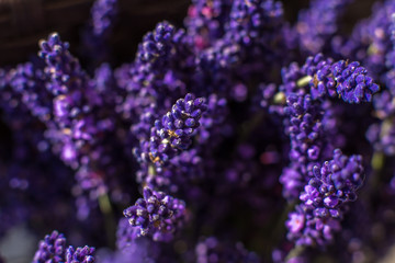 closeup purple lavender branches on blurred background