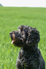 Black male Cockapoo Dog in a greenfield in Springtime.