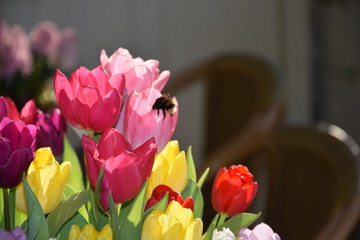 A Bumblebee enjoying himself