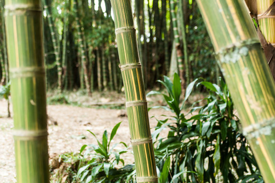 Bamboo branch in beautiful Green Bamboo Forest in the  Natural Forest for Rest and Healing Power.