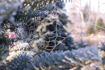 Frosted Spiderweb Winter