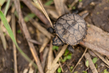 little newborn turtle crawling to the river