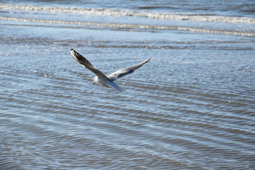 Seagull at the coast of the Netherlands