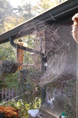 Spiderweb Plants