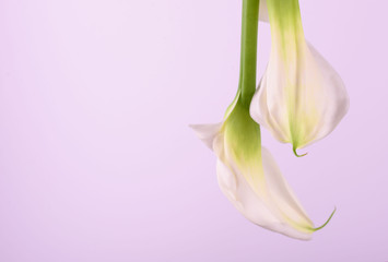 Beautiful flowers - calla on a gray background. Place for inscription. Postcard.